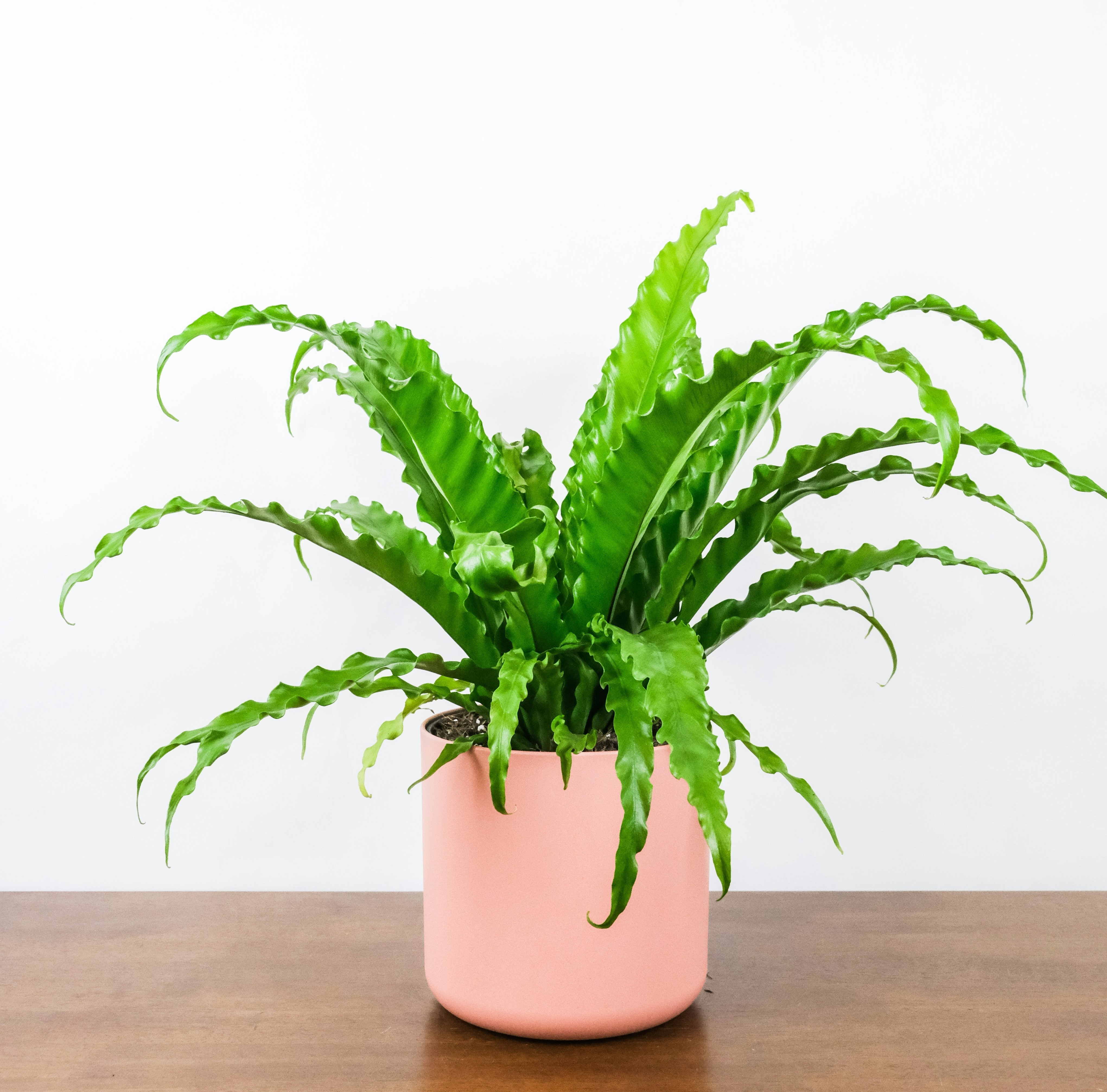 fern plant